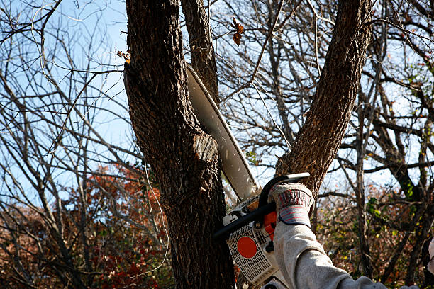 Reliable Pinellas Park, FL Tree Services Solutions