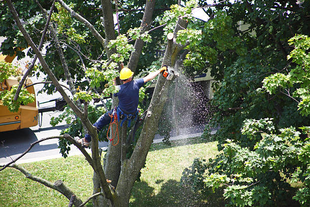 How Our Tree Care Process Works  in  Pinellas Park, FL